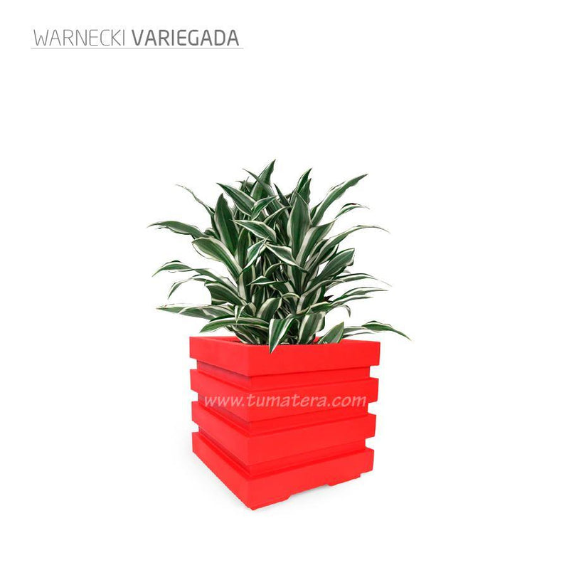 COMBO CUBO 48 CM CON WARNECKI - Tumatera.co